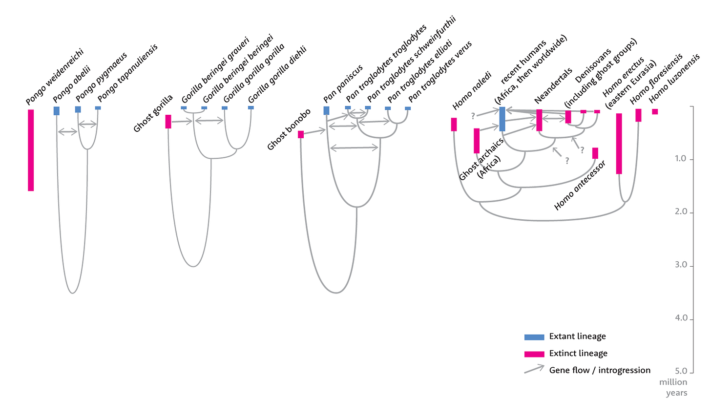 Comparison of phylogenetic diagrams of orangutans, gorillas, chimpanzees and bonobos, and hominins. Comparison of phylogenetic diagrams of orangutans, gorillas, chimpanzees and bonobos, and hominins.