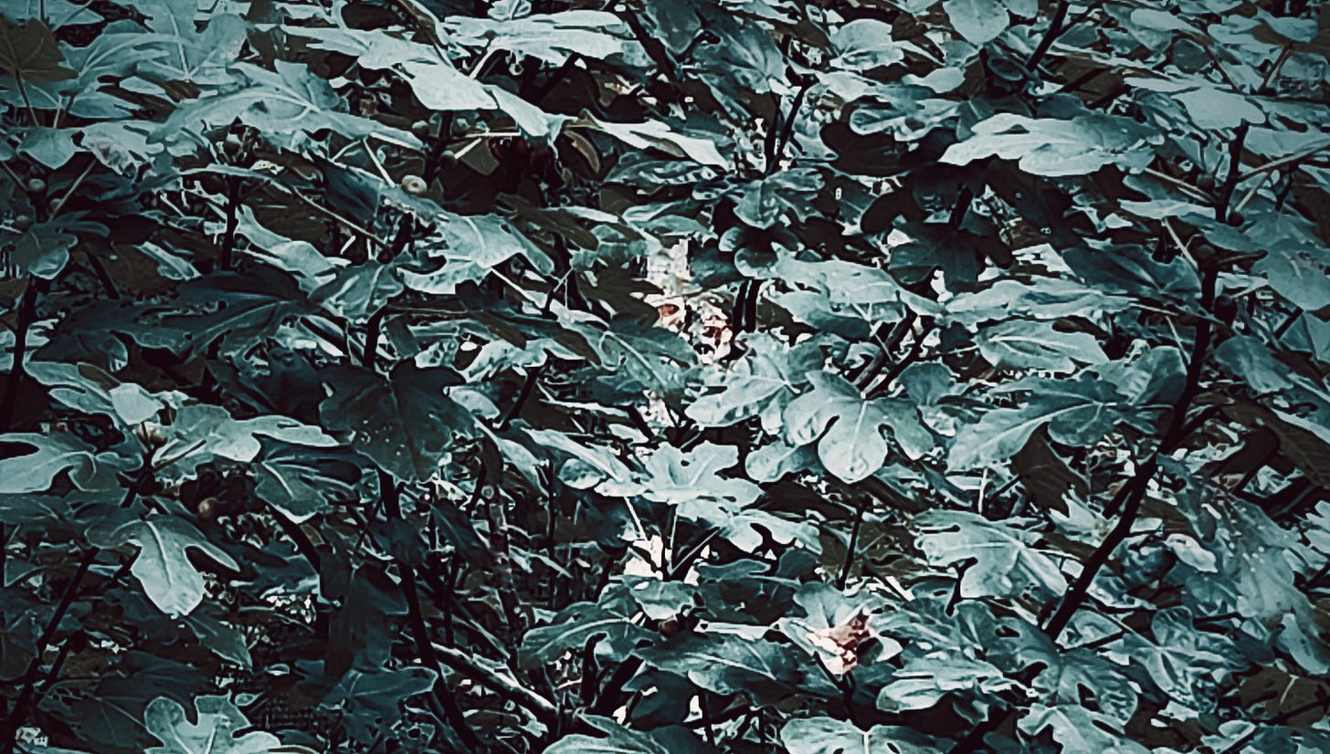 Photograph: color processed detail of large, lush green foliage from a fig tree.