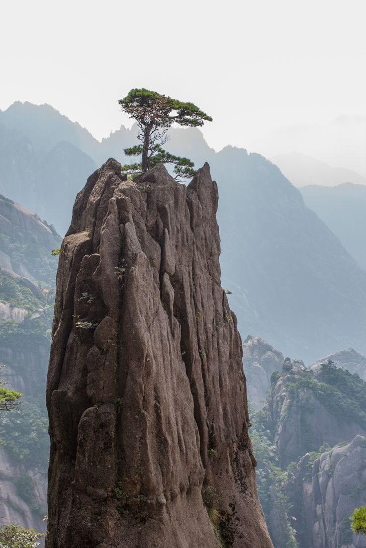 Awesome how this lonely tree managed to grow on the top of the mountain.  Seems as if the rock's actually just there to h… | Magical tree, Weird trees,  Unique trees