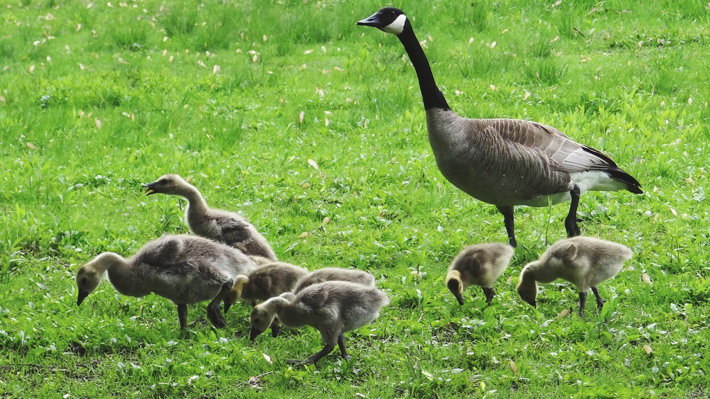 A photograph of one adult goose watching over 7 young fuzzy geese while the young ones pick at the grasses. The adult is alert and watching for danger.
