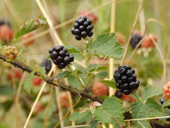 Blackberries wild