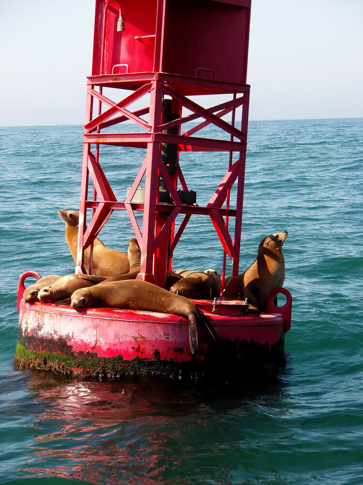 eight sea lions lounge on the base of a large red buoy floating in the ocean