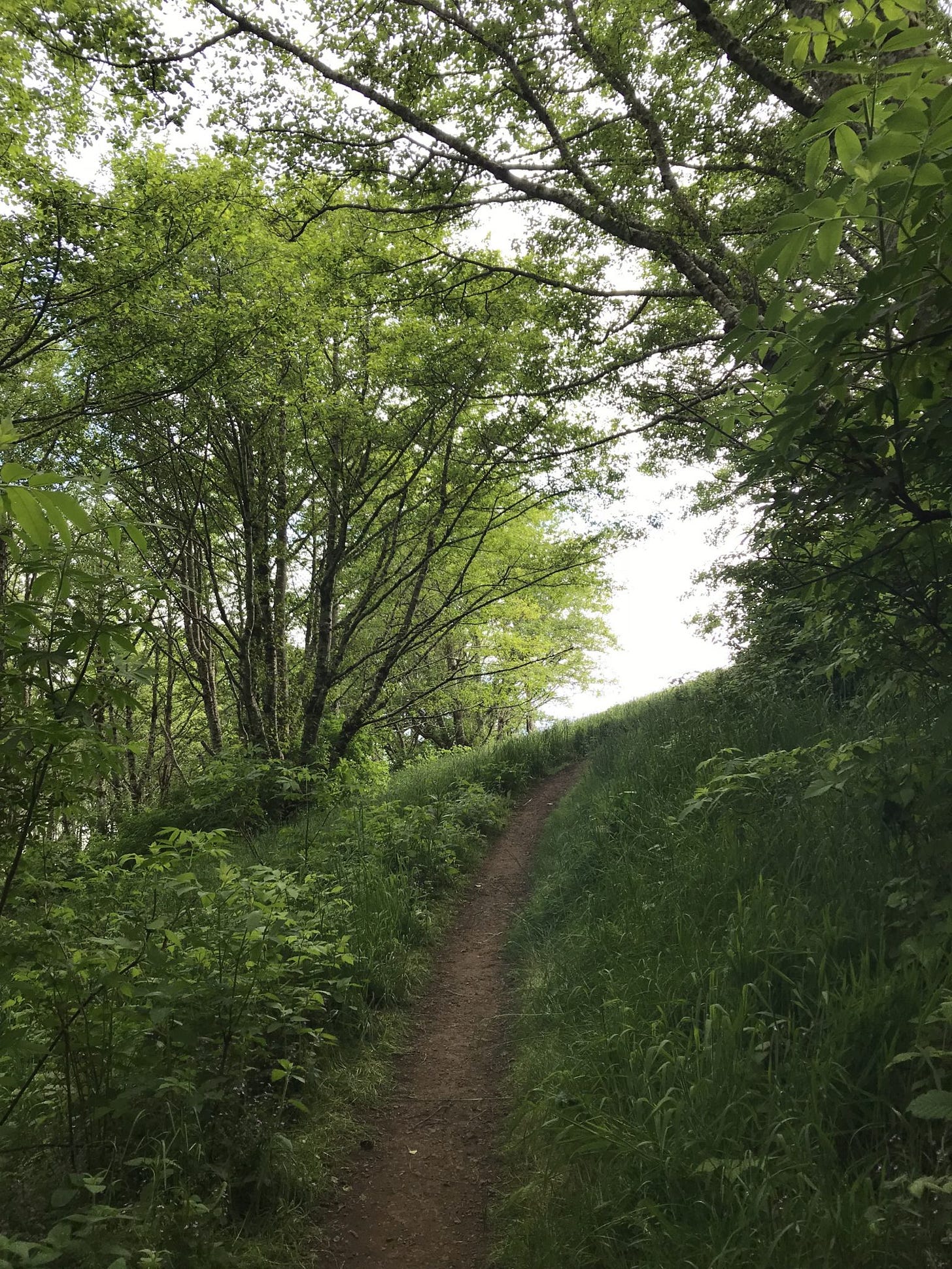 end of a forest - trail