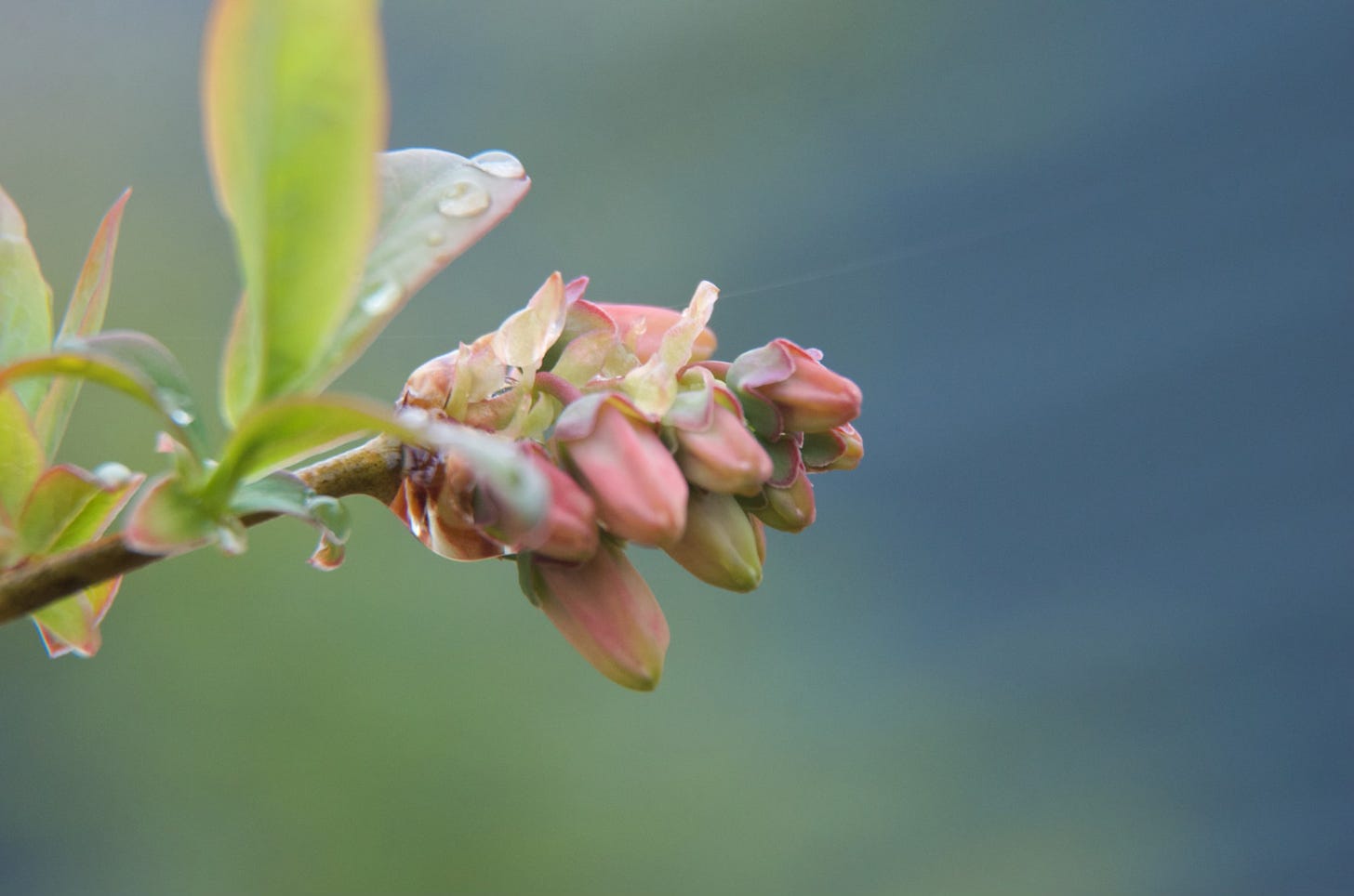 A cluster of wild blueberry buds is softly pink in evening light.