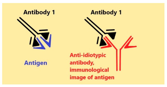 Antibodies | Free Full-Text | Anti-Idiotypic Agonistic Antibodies ...