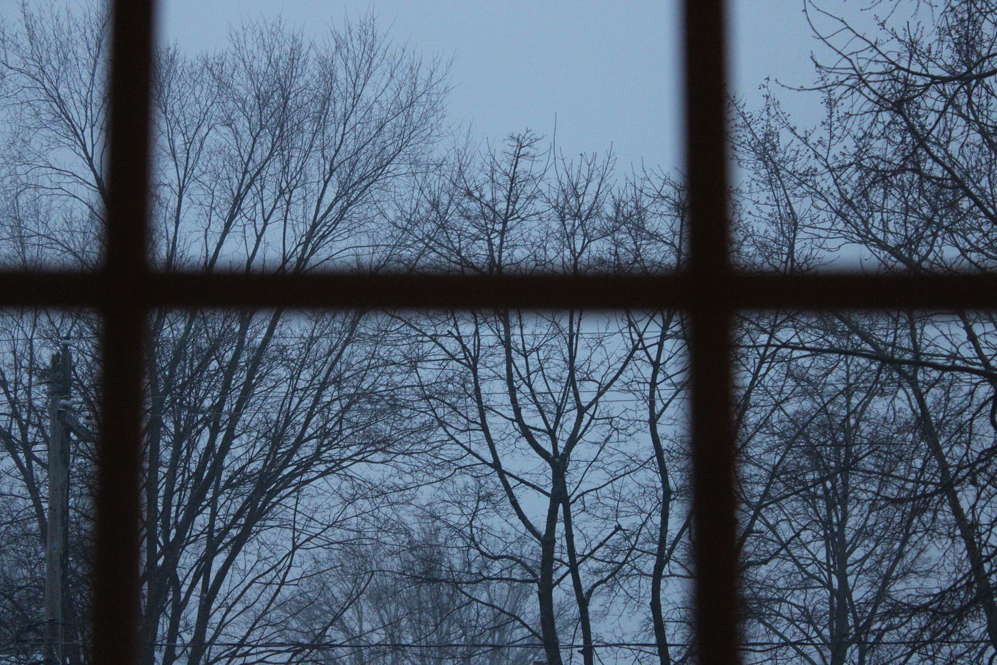 Spindly tree branches are clear behind the blurry cross hatches of a window pane.