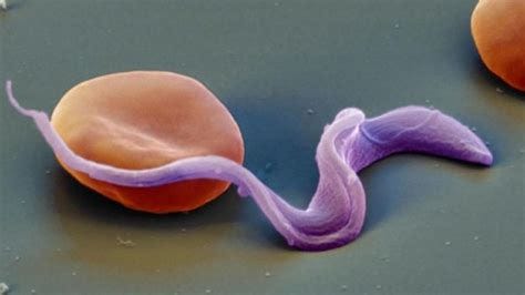 Co jsem viděl a slyšel (v trávě): Parazit Trypanosoma brucei rhodesiense, přenášený mouchou tse-tse
