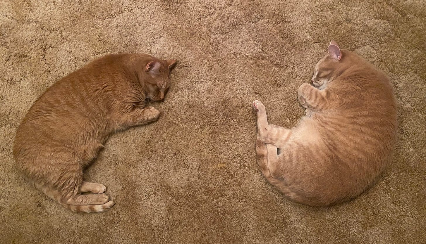 Two ginger cats curled up sleeping a foot apart