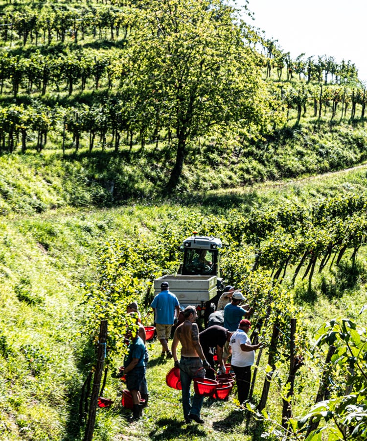 Working in the vineyards at Ronco dei Tassi in Friuli-Venezia Giulia