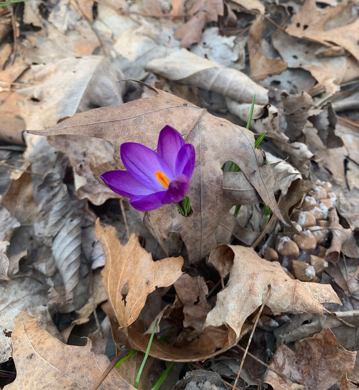 A purple crocus flower growing through a hole it has made in a dried maple leaf