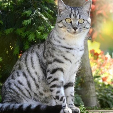 Learn About The American Shorthair Cat Breed From A Trusted Veterinarian