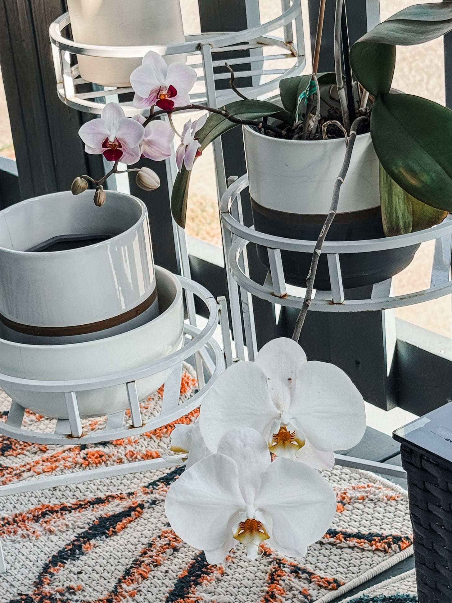orchids blooming on balcony