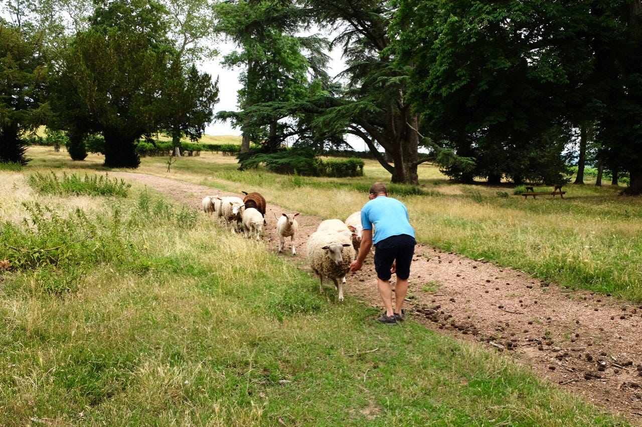 Sheep greet Joseph Bouchard at Château de Poncié