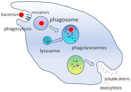 Phagocytosis - Phagocytic Cells - TeachMePhysiology