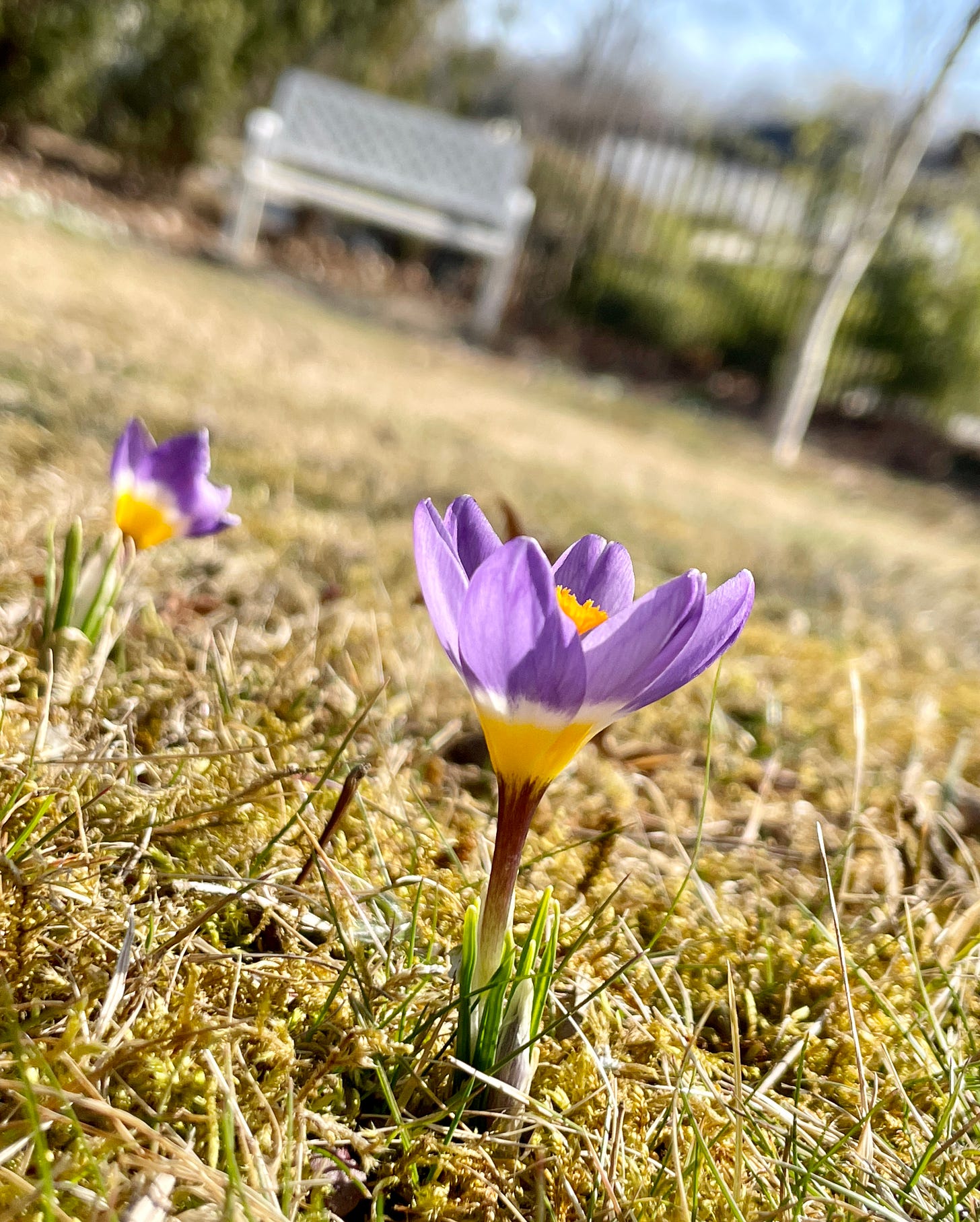 The tricolor Crocus sieberi is one that the squirrels leave alone for us. 