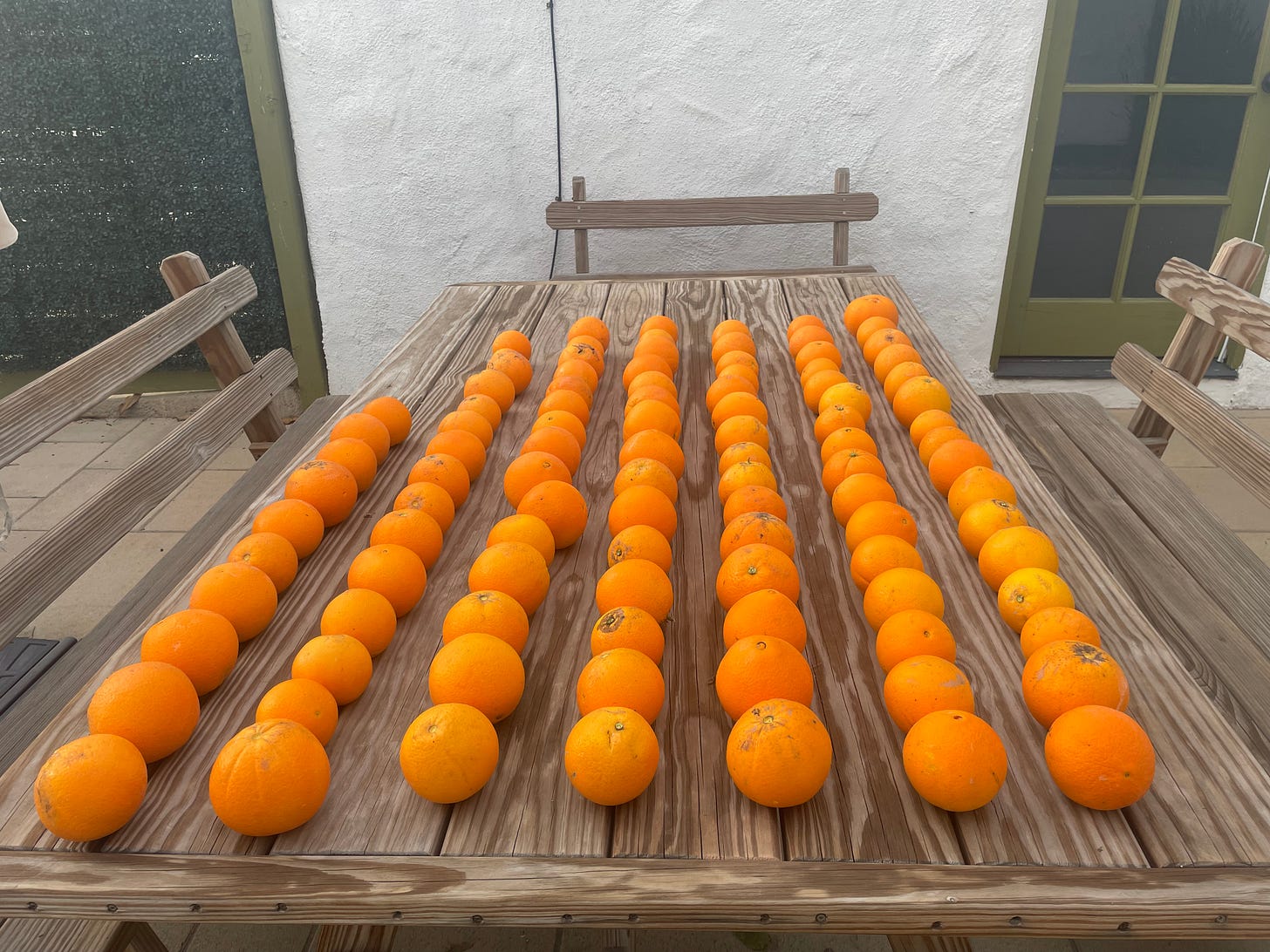 seven rows of oranges, nearly a hundred in total, lined up on a wooden picnic table