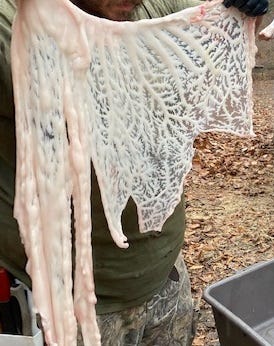 person holding caul fat veil