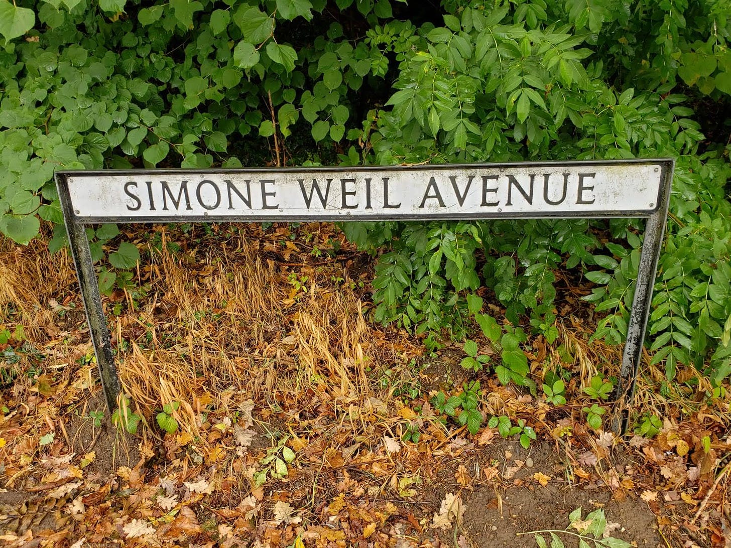 A sign in England reads, "Simone Weil Avenue," in front of green foliage.