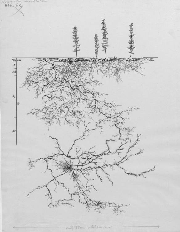 Hypericum maculatum root system