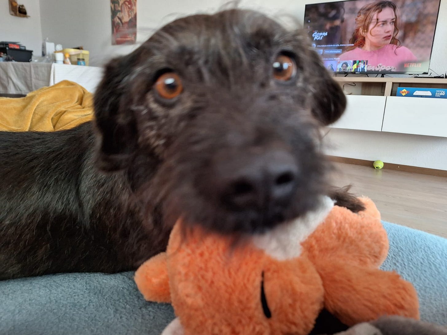 A photo of Winnie's snout. She is a medium-sized, mixed-breed dog with black fur and lovely brown eyes. She's looking at the camera with her lovely brown eyes while she holds a plush fox in her mouth.