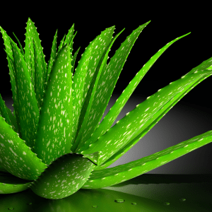 Aloe vera