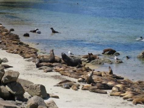 See Whales and Sea Lions in Monterey - Loyalty Traveler