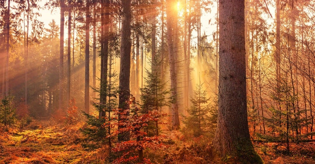 forest heat by sunbeam forest heat by sunbeam