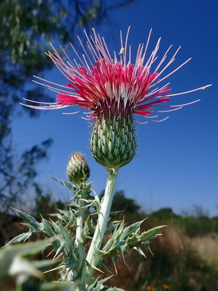 Roadside thistle in New Mexico