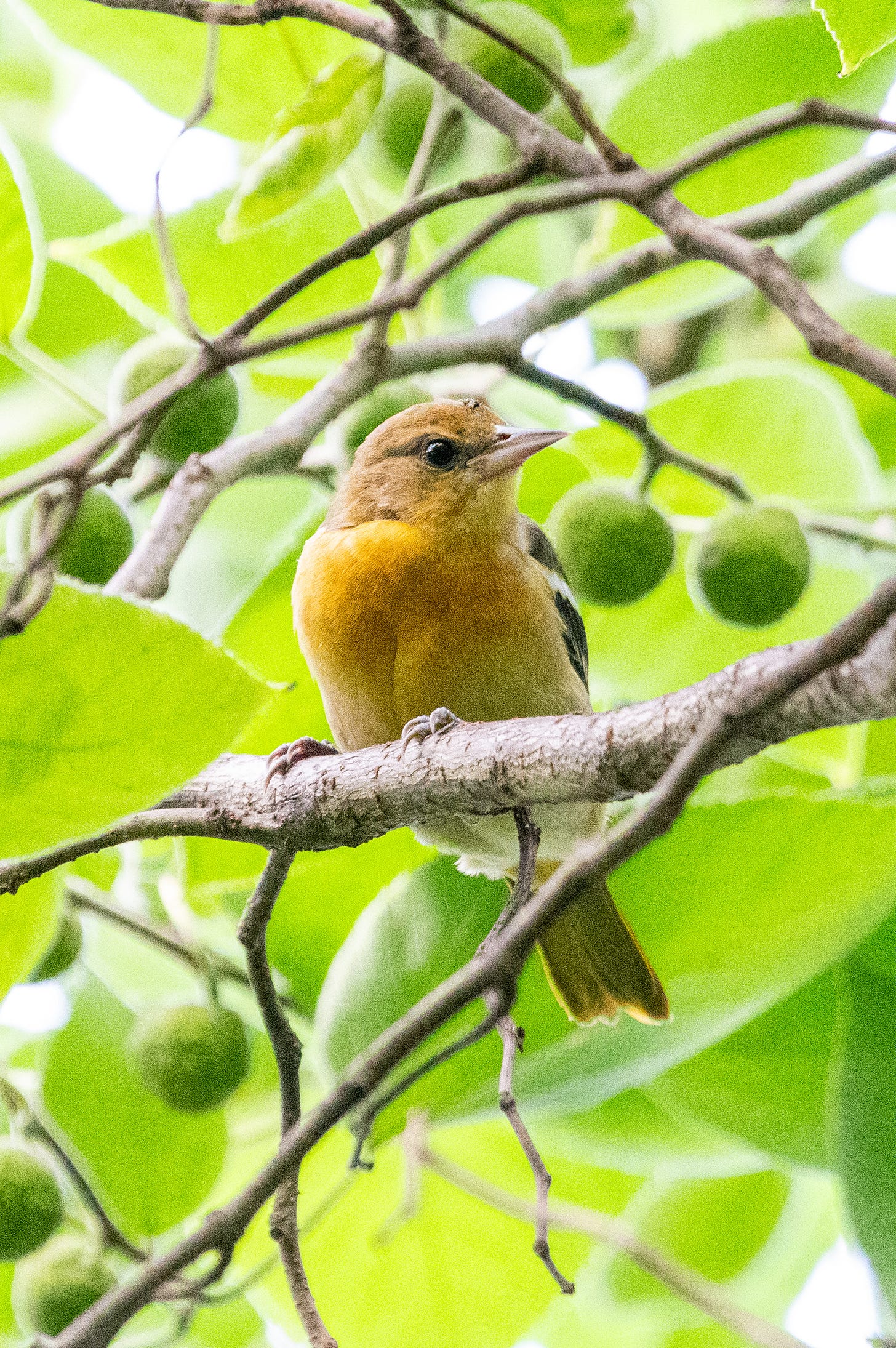 A Baltimore oriole perched amid the unripe fruits of a paper-mulberry