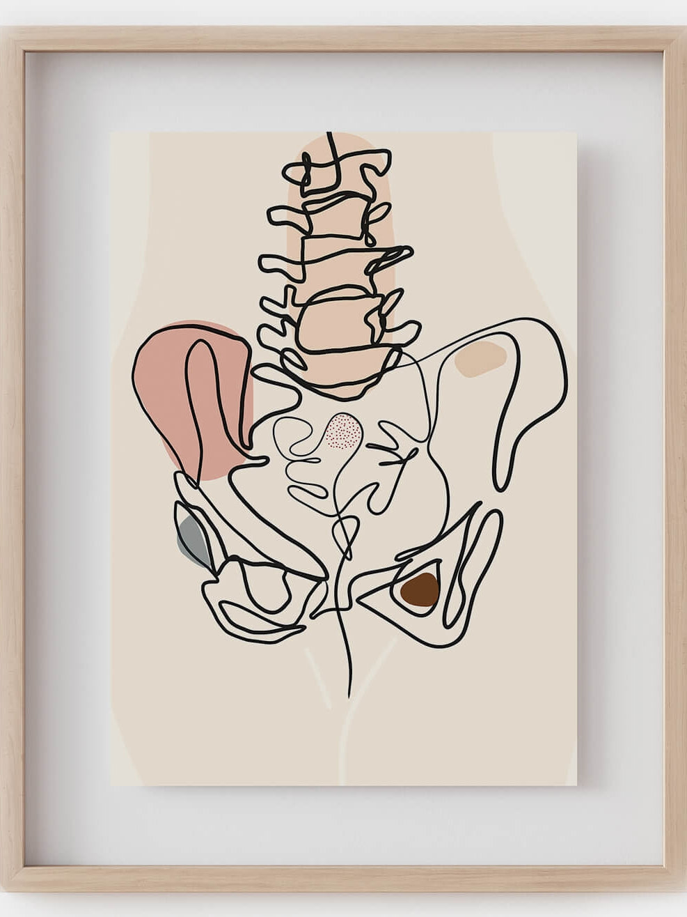 Pelvis anatomy line art