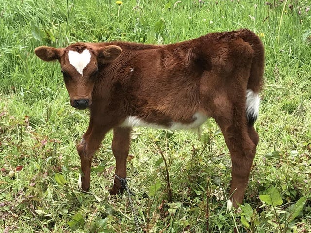 r/aww - a calf standing in a grassy field