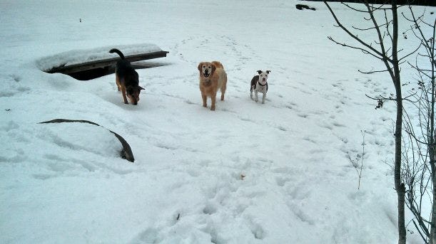 VT doggie daycare dogs