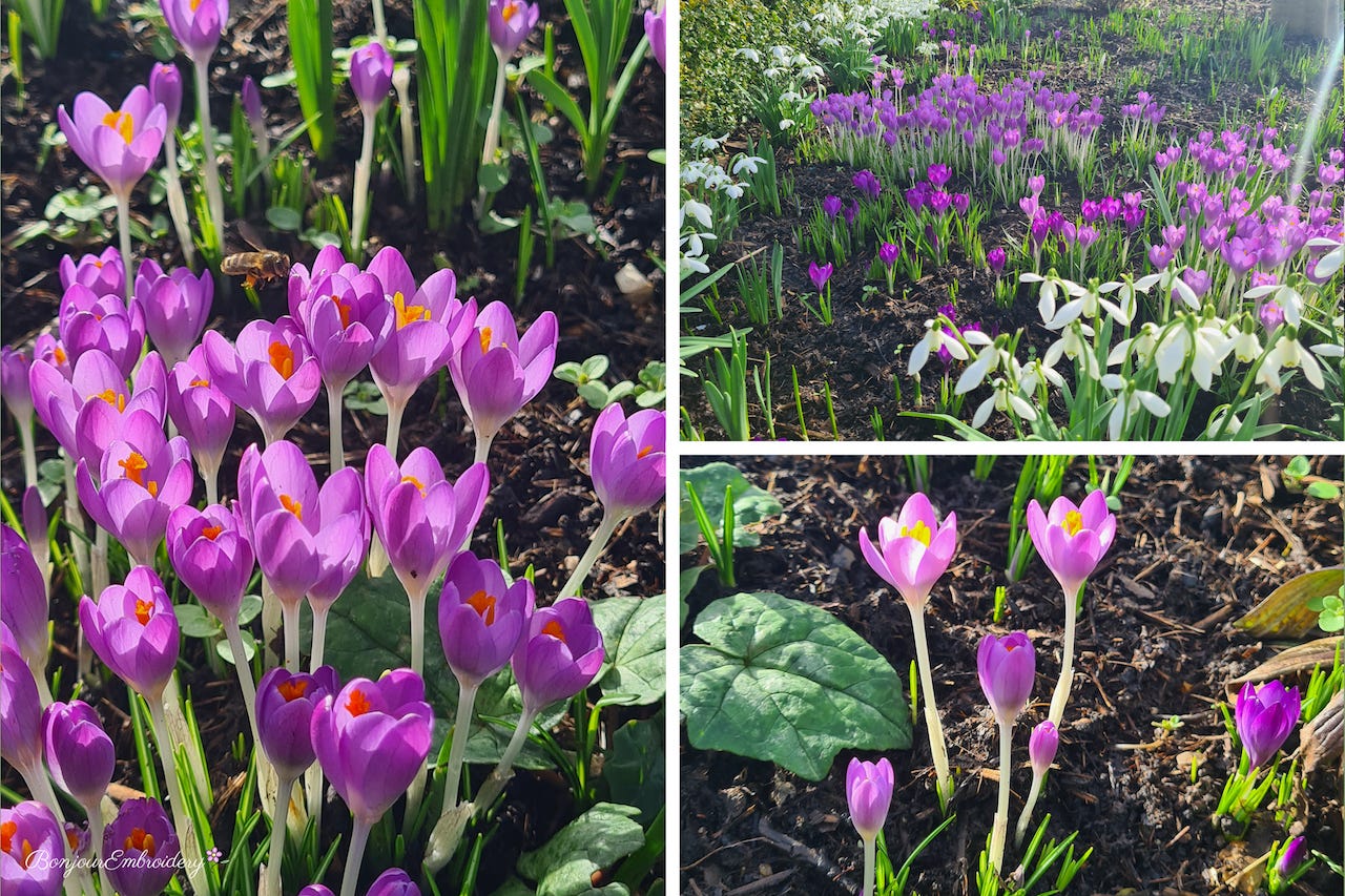 purple crocus flower