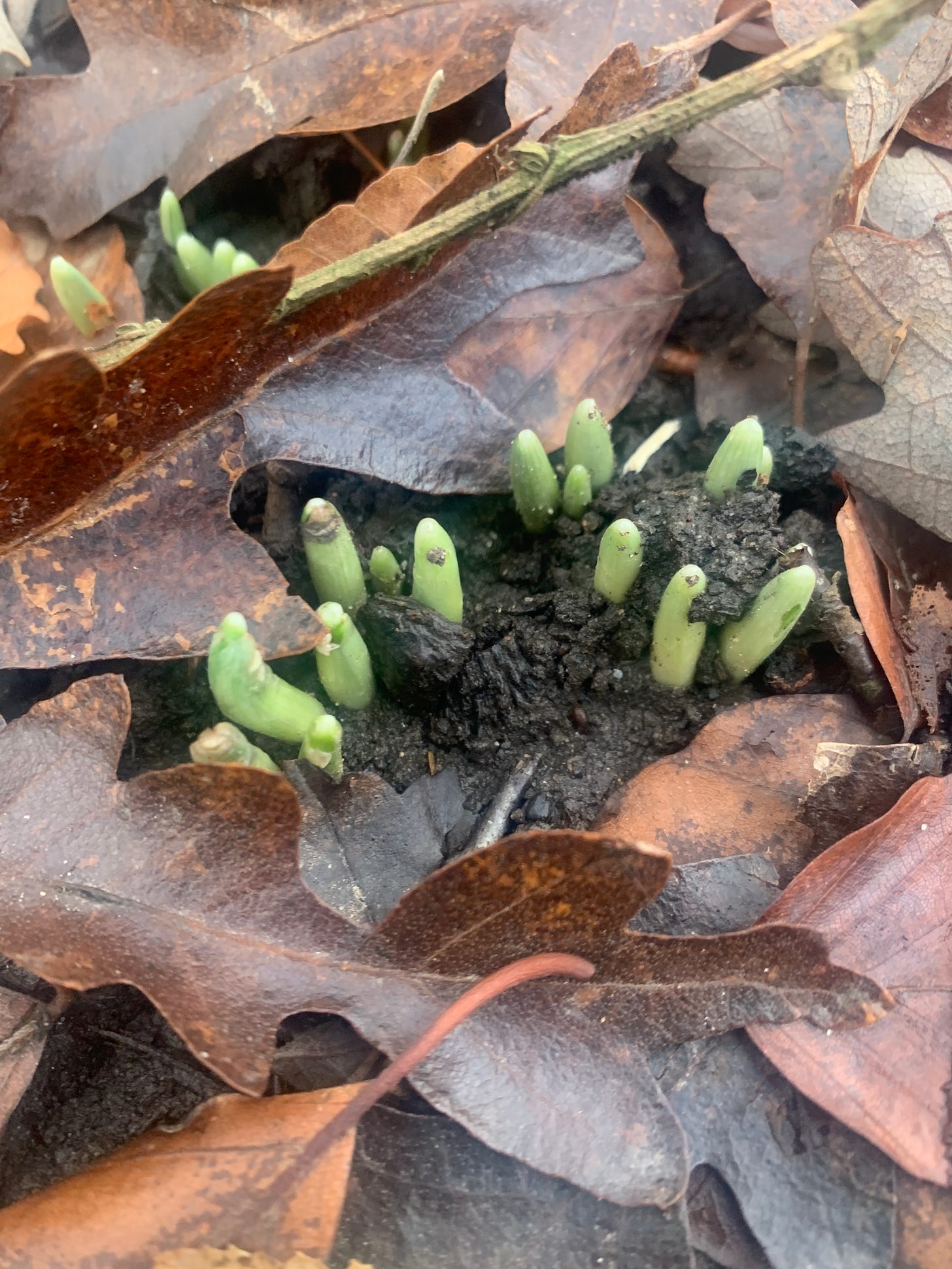 Snowdrops pushing up through the earth