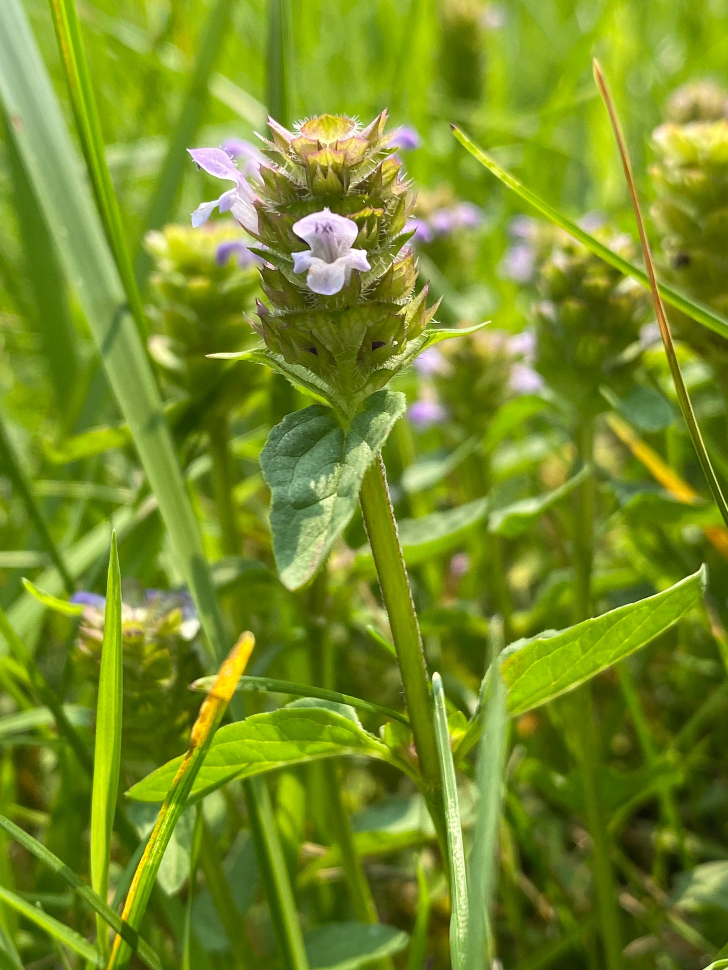 Prunella vulgaris flowering heads 