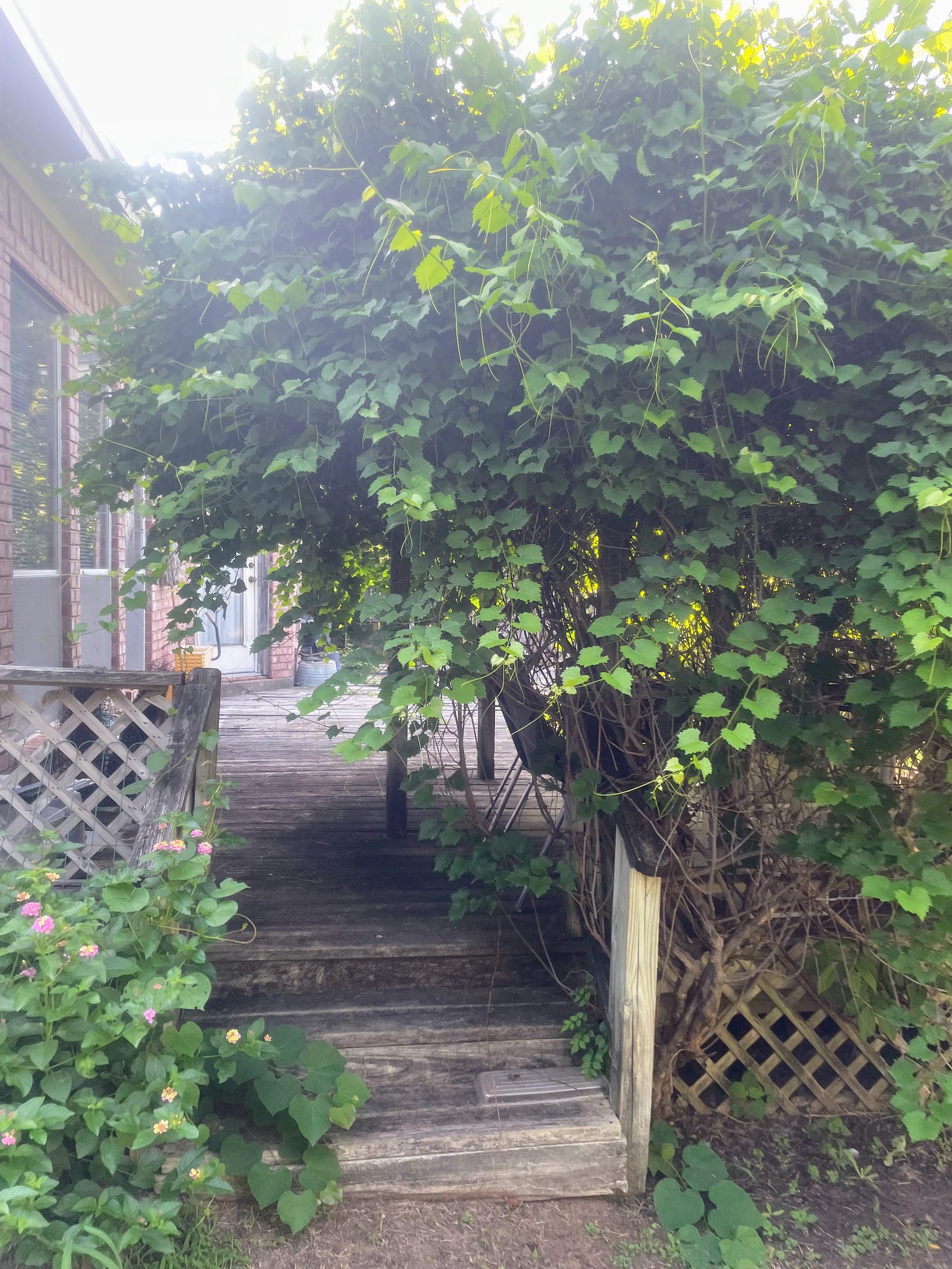 Overgrown plants shroud a wooden deck.