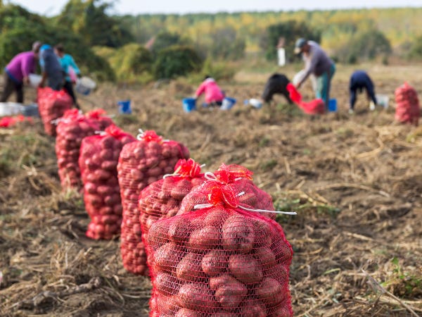 Mesh sacks of potatoes lined up in a field as workers harvest more in the background