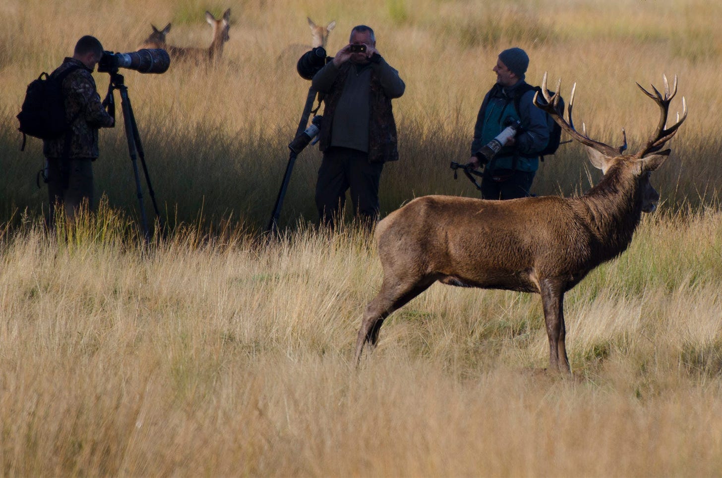 Photo of a red deer stag with three male photographers and hinds in the background