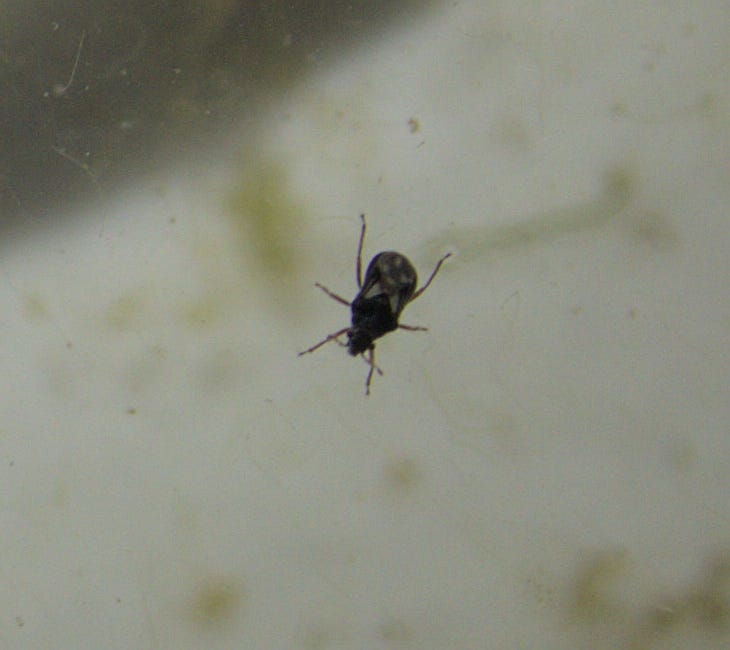 very small true bug, mostly black with some patterns on its back on the surface of water