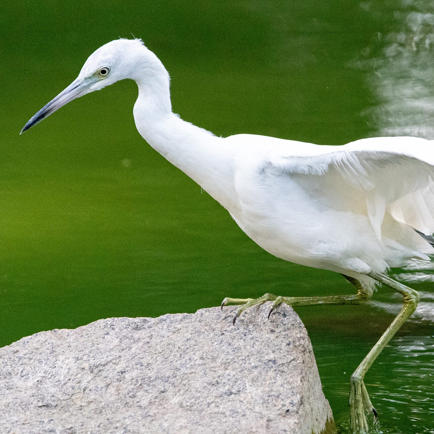 A little blue heron gingerly steps up onto a rock in standing water