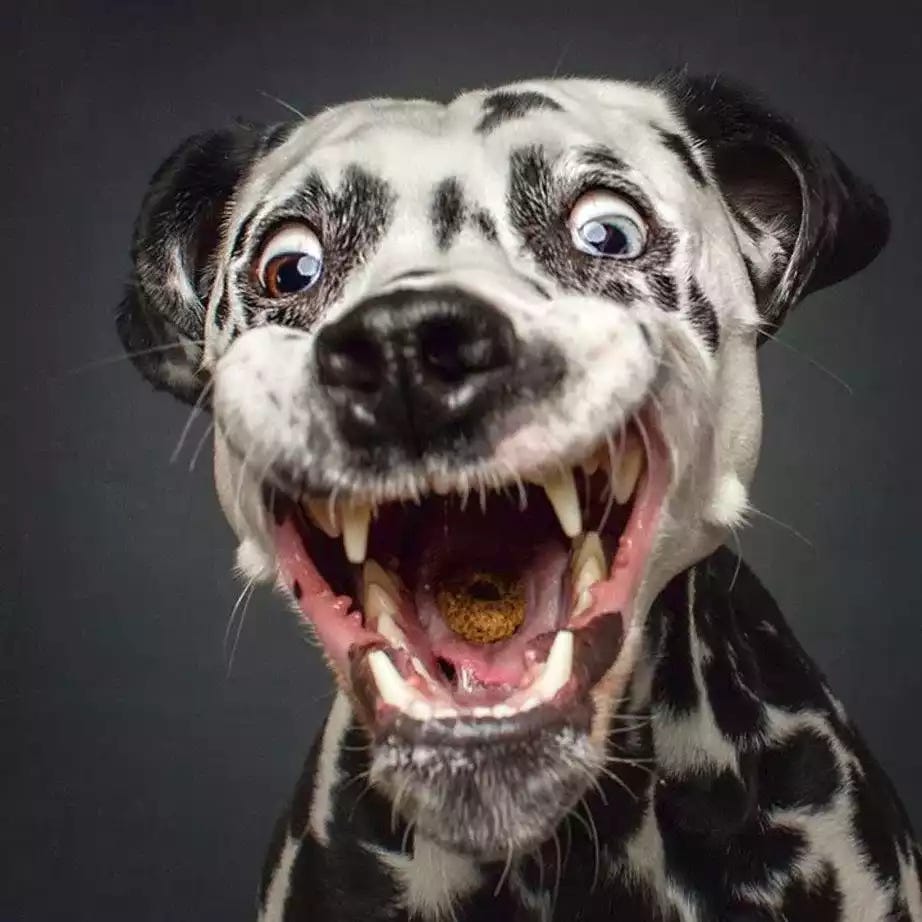 Hilarious Portraits of Dogs Catching Treats | ALK3R