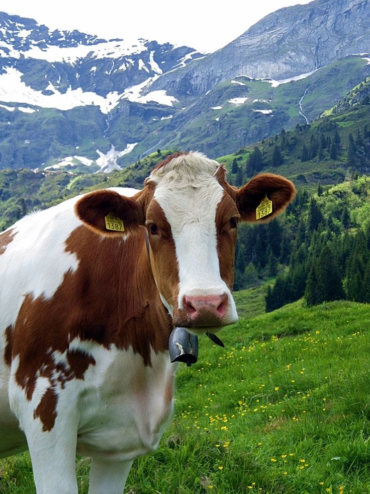 Swiss Cow | Cow photos, Cow, Cute cows