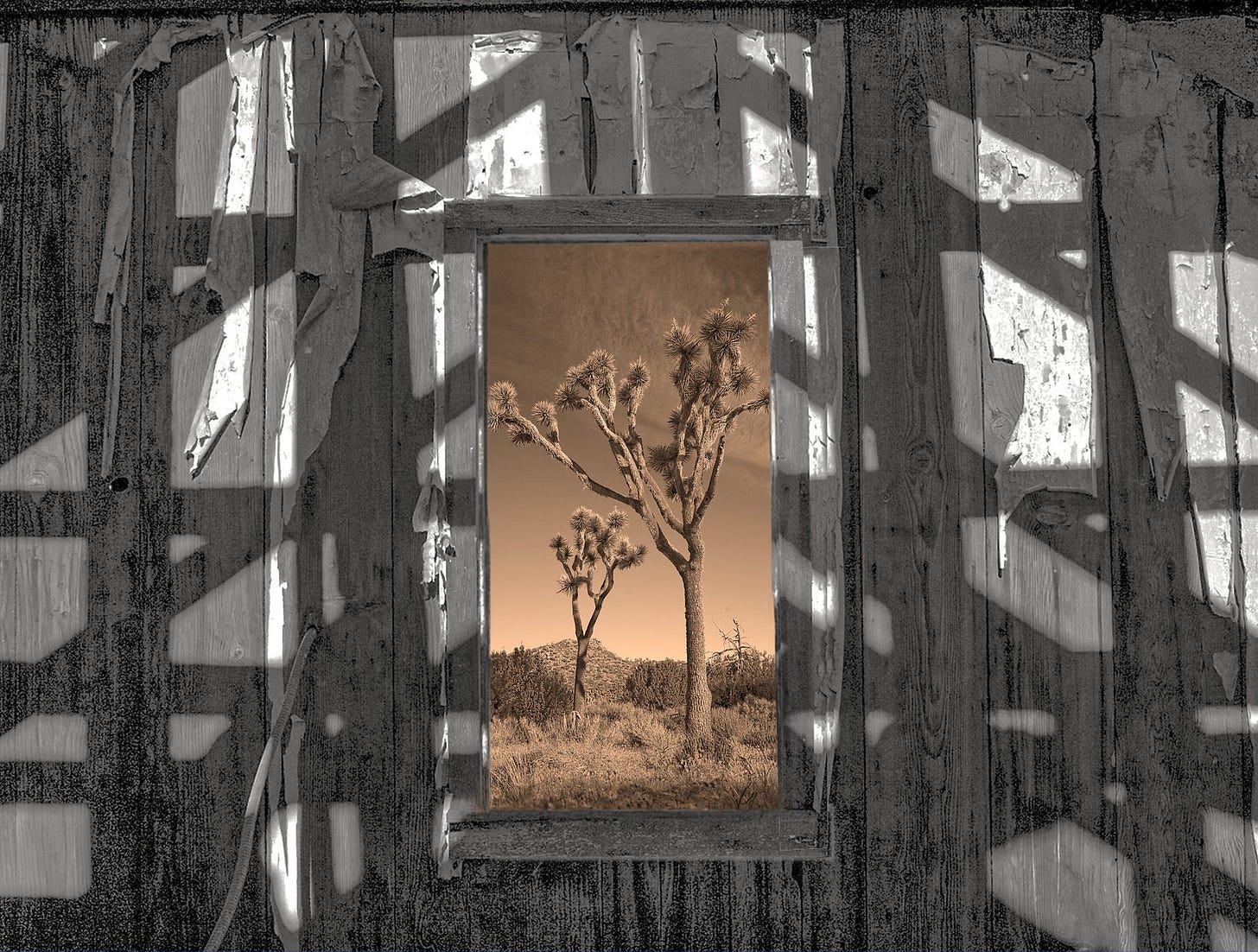 Joshua trees as seen through a window of an abandoned shack.