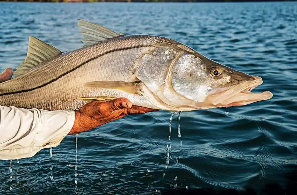 Snook Fishing Tips, Catching Trophy Snook | Sport Fishing Mag