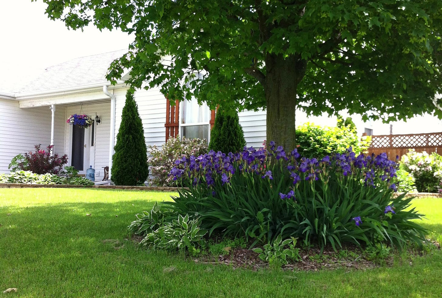 View of the front of a white house with a tree in the yard surrounded by irises.