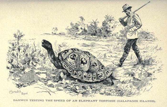 Celebrity pet: the rediscovery of Charles Darwin's long-lost Galapagos  tortoise | Charles Darwin | The Guardian