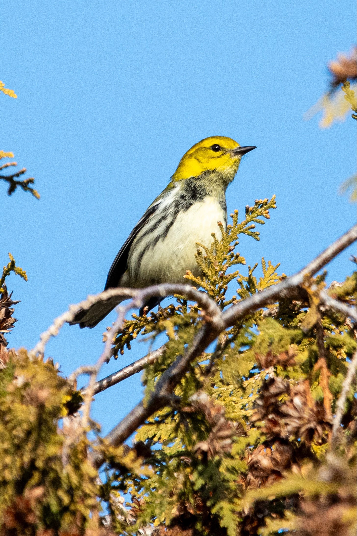 A black-throated green warbler perched high in a yew