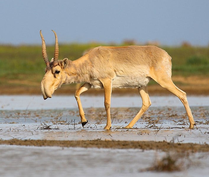 File:Saiga antelope at the Stepnoi Sanctuary.jpg