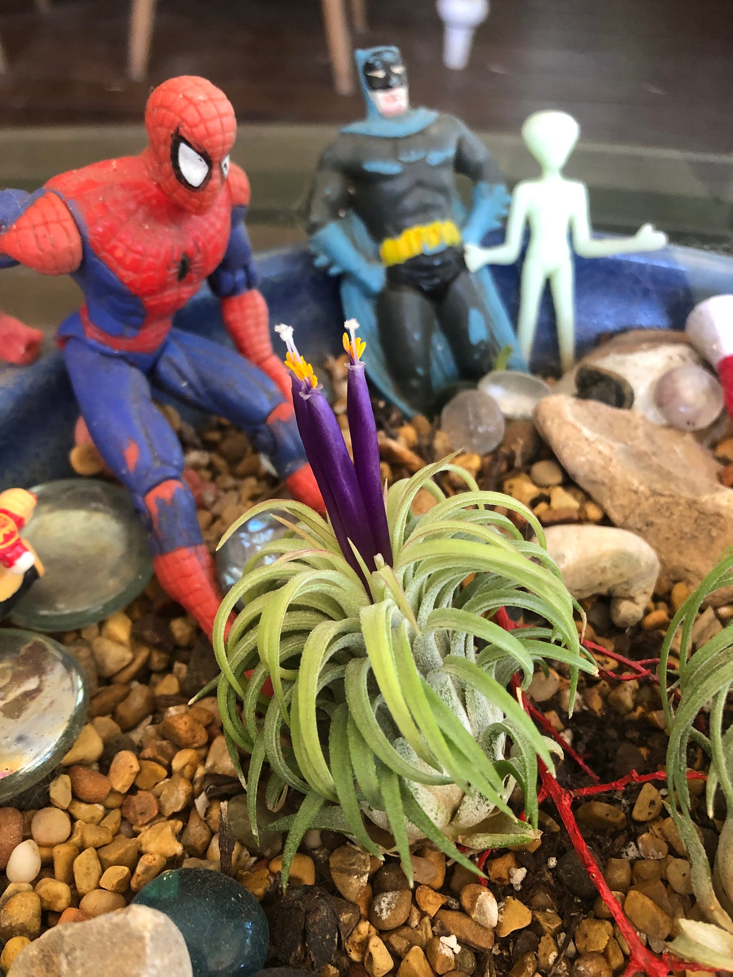 Air plants surrounded by super heroes