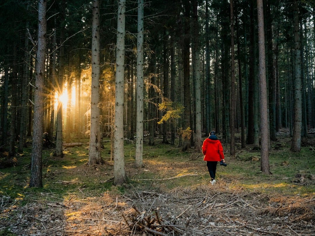 person in red jacket walking on forest during daytime